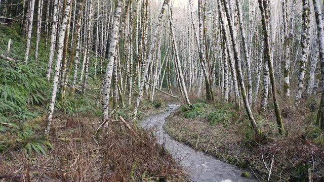 4k Forest Creek with Birch Trees Cinematic Aerial Drone