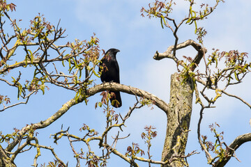 Corneille noire,.Corvus corone, Carrion Crow