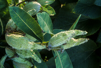 Herbe à la ouate, Herbe aux perruches, Asclepias cornuti Decne, Asclepias syriaca