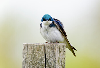 Tree Swallow 