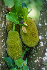 Jacquier, Artocarpus heterophyllus