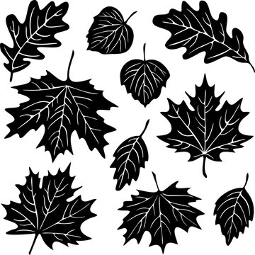 Vector collection of different leaves silhouettes. Fall season design.