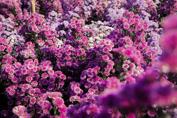 Margaret flower field in the garden of Thailand