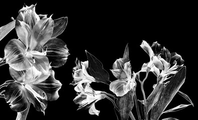 black alstromeria flowers 