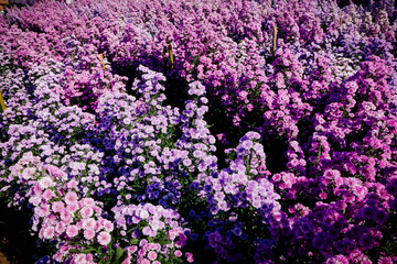 Margaret flower field in the garden of Thailand