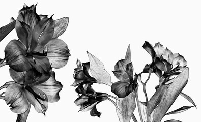 black alstromeria flowers isolated on white background