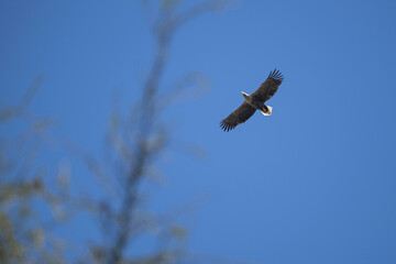 Eagle Haliaeetus albicilla in wild nature habitat