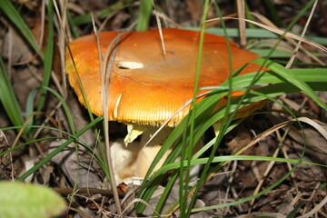 mushroom in the forest