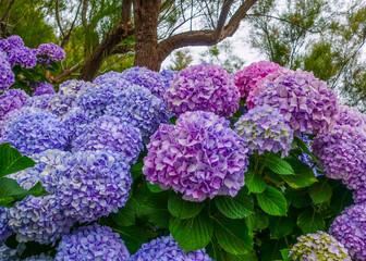 Beautiful bush of Hydrangeas in Biarritz, France
