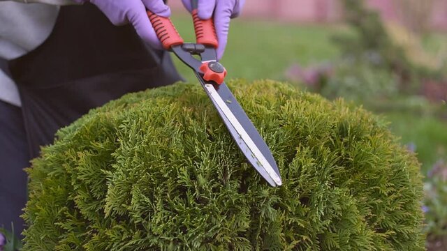 Male gardener using big scissors to cut bushes in summer. Close up of man in uniform and gloves using special tool to taking care of backyard plants. Concept of gardening.