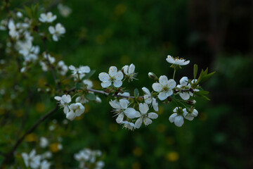 blossom cherry tree on the sunset