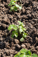 Strawberry bushes planted in the ground in the garden. Blooming strawberry bush.