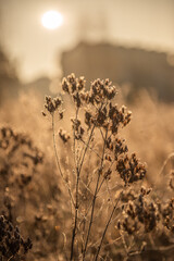 Obraz premium sunset in the forest