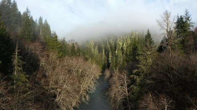 4k Forest River Trees and Clouds Cinematic Drone Aerial
