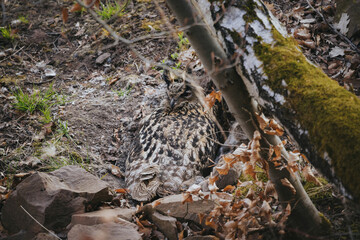 Eurasian eagle-owl while nesting