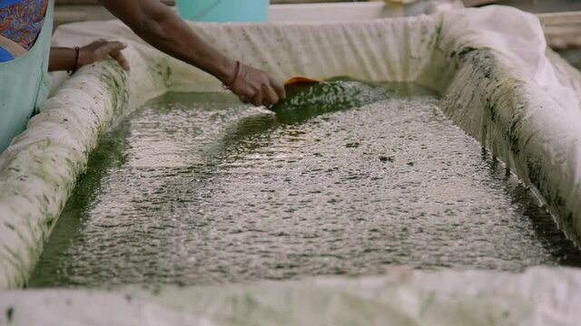 Healthy Spirulina Making Process vegetarian organic