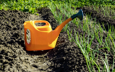 A watering can on the background of a beautifully planted onion. Gardening concept.