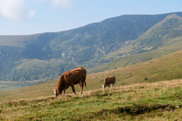 Fototapeta na wymiar A brown cow with a little calf grazing on the pasture in Austrian Alps. There are high Alpine peaks in the back, overgrown with trees. Natural habitat of domestic animals. Serenity and calmness