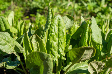 Sorrel close-up in the garden. Sunny day. Healthy greens