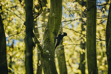 Dryocopus martius bird in wild nature in forest