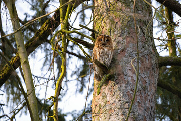 Strix aluco owl in its habitat in forest