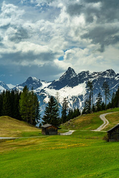 L&ouml;wenzahn &uuml;bers&auml;te Alpwiese bei Bartholom&auml;berg, Alp im Montafon, mit Zimba und anderen verschneiten Bergen des Rh&auml;tikon im Hintergrund. der F&ouml;hn bricht zusammen, stormy weather, cloudy sky, 
