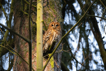 Strix aluco owl in its habitat in forest