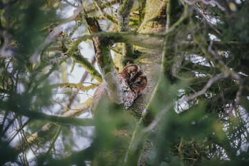 Strix aluco owl in its habitat in forest