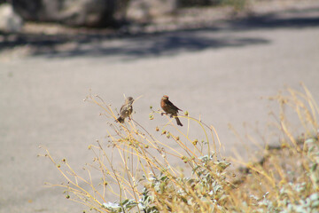 House Finch birds