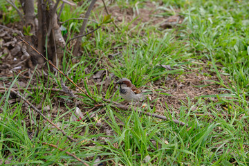 A sparrow sits on a branch on a cloudy spring day