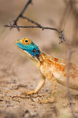Close up of a ground agama 