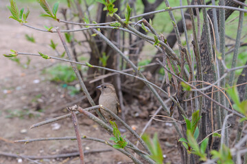 A sparrow sits on a branch on a cloudy spring day