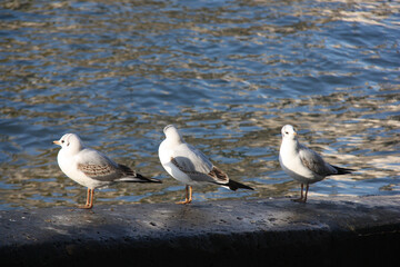 Trois mouettes sur la jetée
