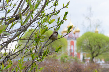 A sparrow sits on a branch against the background of a church on a spring day