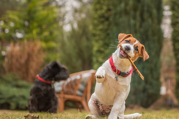 two dogs playing in the park
