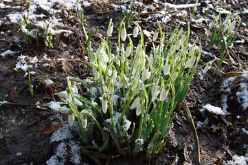 snowdrops with dew on a background with the ground slightly covered with snow