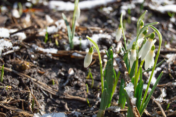 close-up of snowdrops with dew on a background with the ground slightly covered with snow