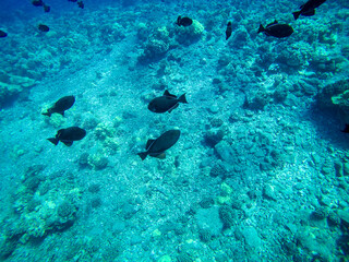 Under water fish
