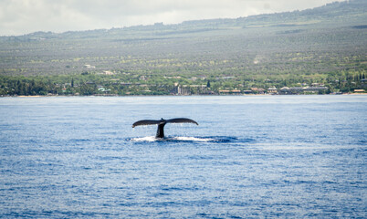 Whale in Hawaii