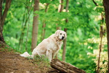 A purebred light-colored English Golden Retriever is exploring the Pennsylvania woods while hiking with his family on a trail near Sewickley, a village in Pittsburgh’s suburbs on a spring morning