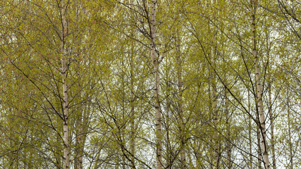 Young birches in spring.