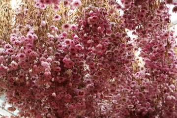 Foto auf Acrylglas Flowers at the Amsterdam market © Stefano