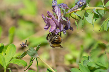 Close-up photo of a pink-purple flower with a bee on it side view