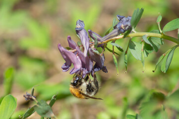 Close-up photo of a pink-purple flower with a bee on it side view