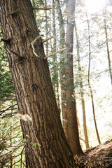 Views along the hiking trail in mid-May 2021 in Pennsylvania woods near Sewickley, a village in Pittsburgh&rsquo;s suburbs on a sunny spring morning.
