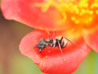 Pollinator: a big black ant carrying pollen grains on its body. 