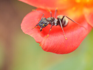 Pollinator: a big black ant carrying pollen grains on its body. 