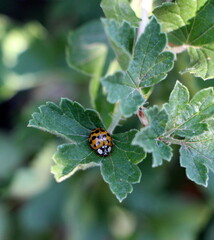 state potato beetle