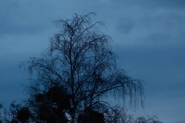 birch with drooping branches on a background of dark blue twilight sky