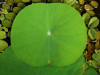 Top view of a tender lotus leaf among Salvinia molesta and Azolla.   